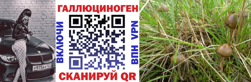 как найти   Советск  Псилоцибиновые грибы MAGIC MUSHROOMS 